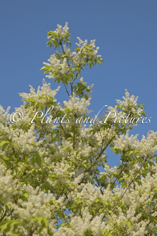 Fraxinus longicuspis