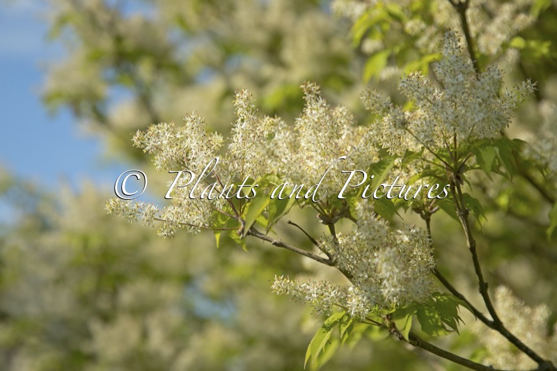 Fraxinus longicuspis