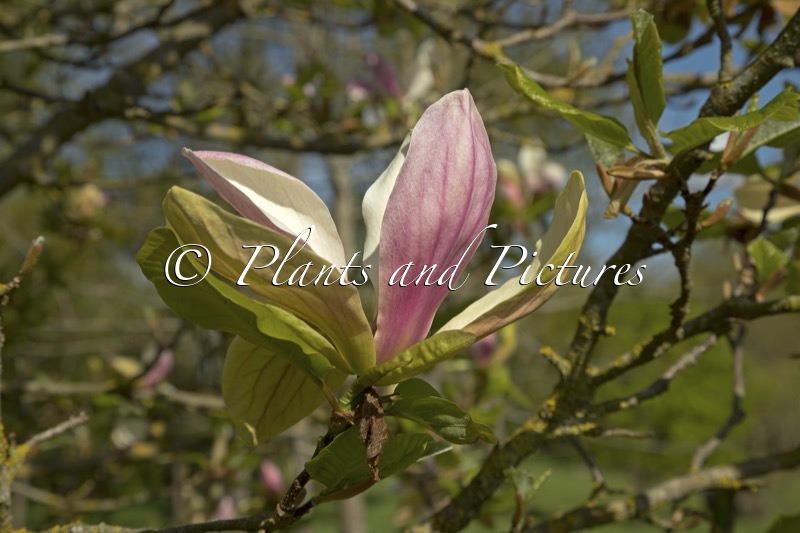 Magnolia ‘Banane Flambée’