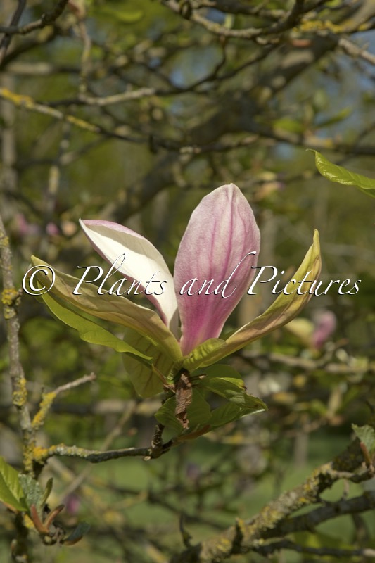 Magnolia ‘Banane Flambée’