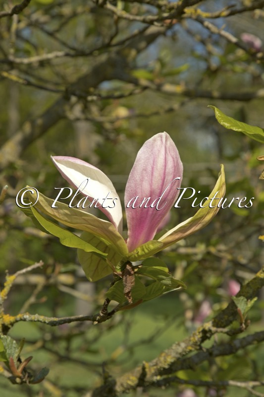 Magnolia ‘Banane Flambée’