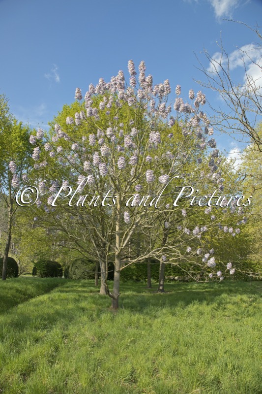 Paulownia fargesii ‘Purple Splendor’