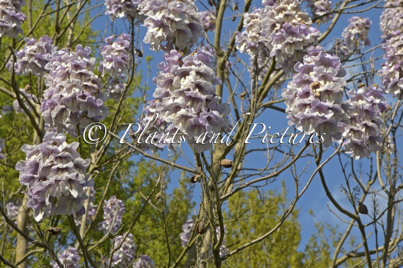 Paulownia fargesii ‘Purple Splendor’