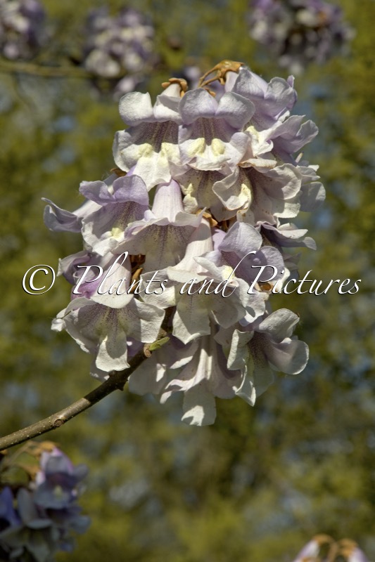 Paulownia fargesii ‘Purple Splendor’