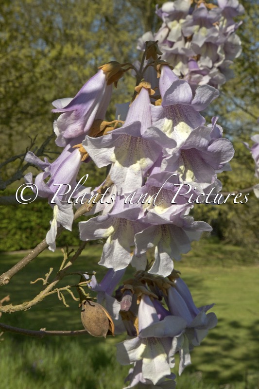 Paulownia fargesii ‘Purple Splendor’