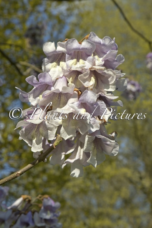 Paulownia fargesii ‘Purple Splendor’