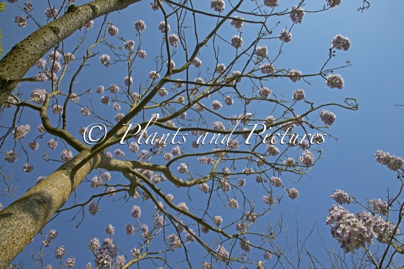 Paulownia fargesii ‘Purple Splendor’