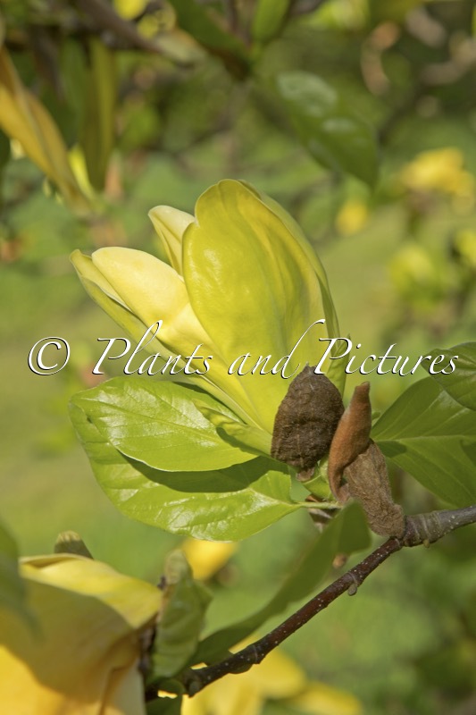 Magnolia ‘Green Bee’