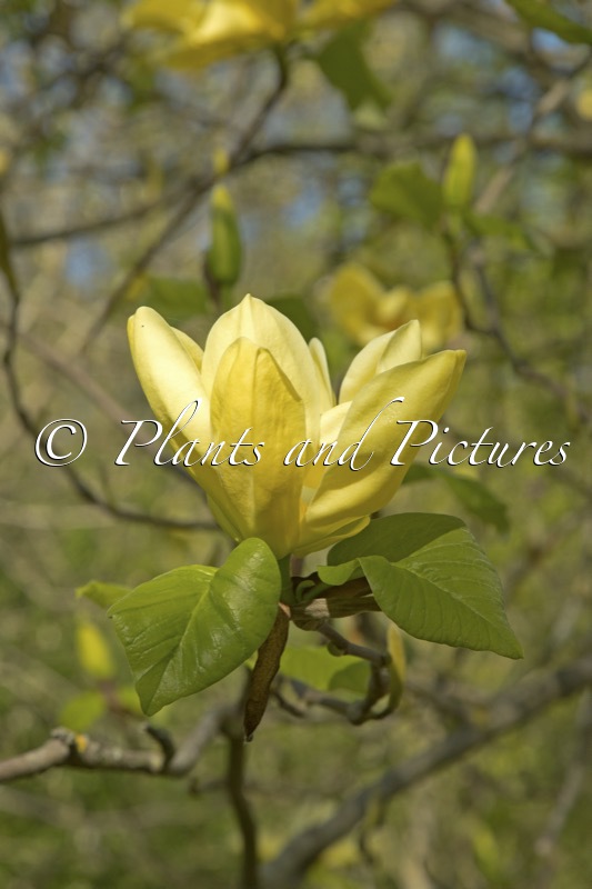Magnolia ‘Honey Liz’