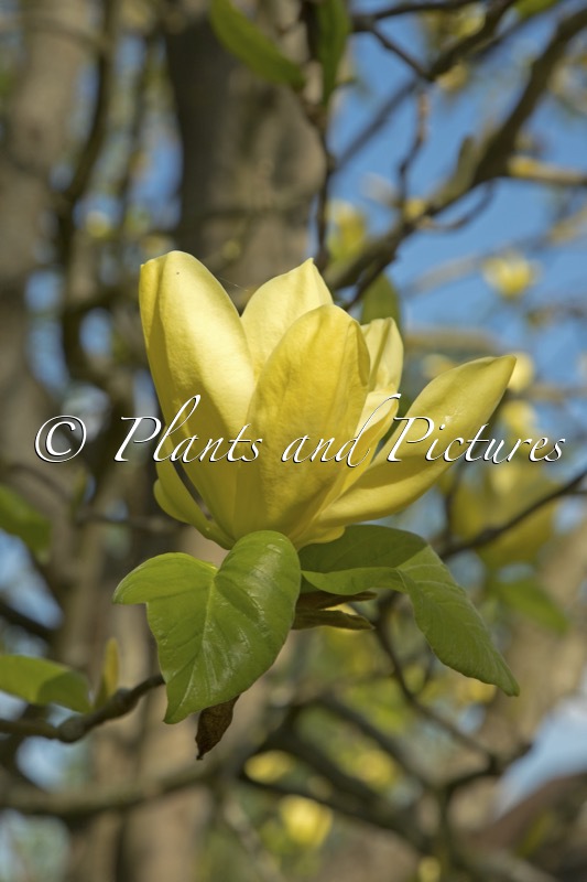 Magnolia ‘Honey Liz’