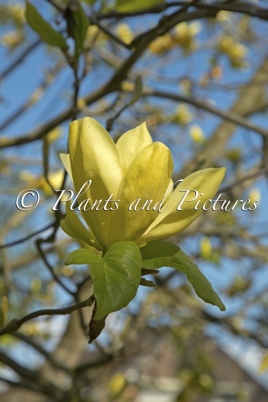 Magnolia ‘Honey Liz’
