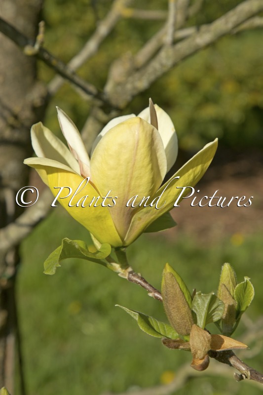 Magnolia ‘Sunsation’