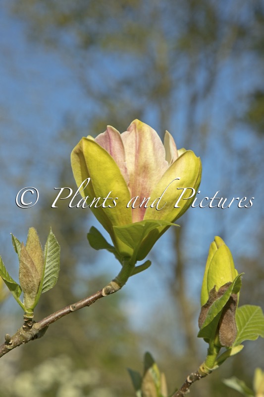 Magnolia ‘Sunsation’
