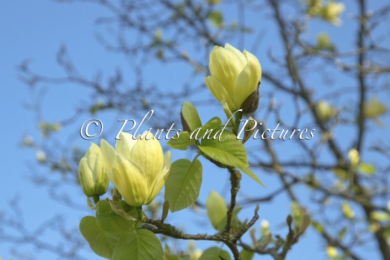 Magnolia ‘Lois’