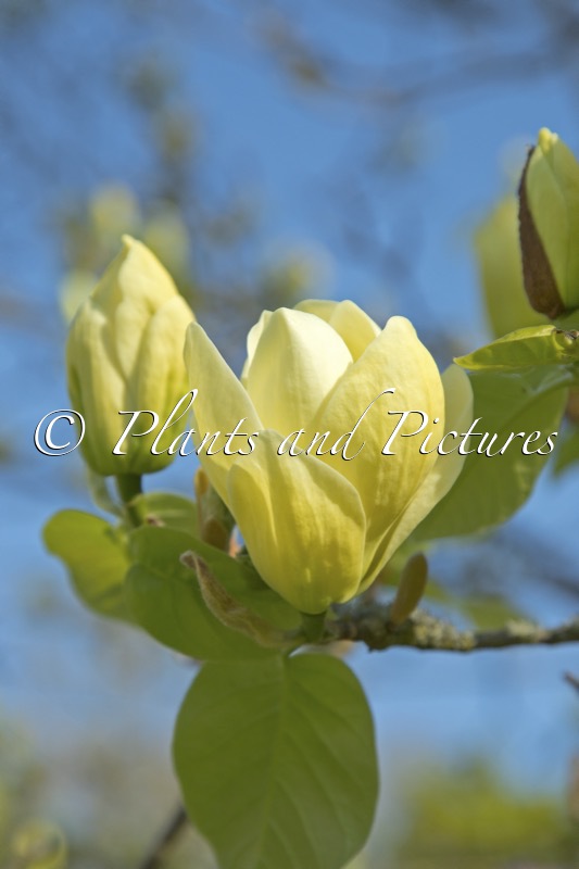 Magnolia ‘Lois’
