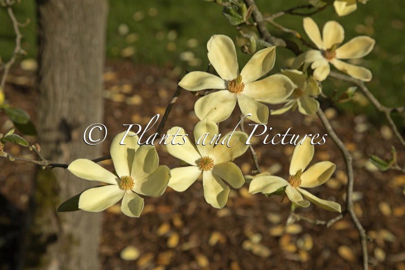 Magnolia ‘Maxime Merrill’