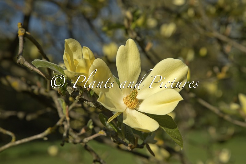 Magnolia ‘Maxime Merrill’