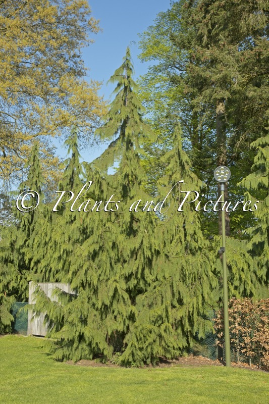 Chamaecyparis nootkatensis ‘Pendula’