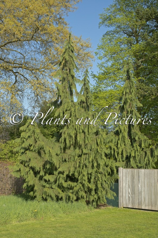 Chamaecyparis nootkatensis ‘Pendula’