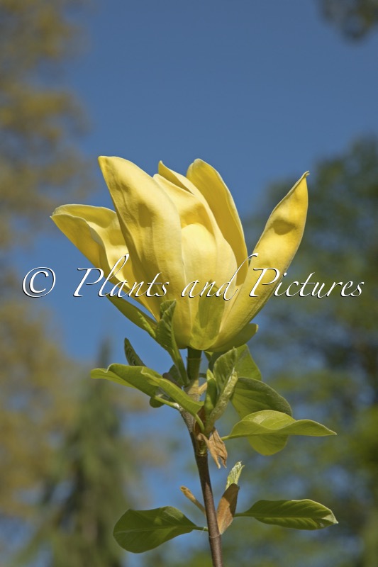 Magnolia ‘Ossies Yellow’