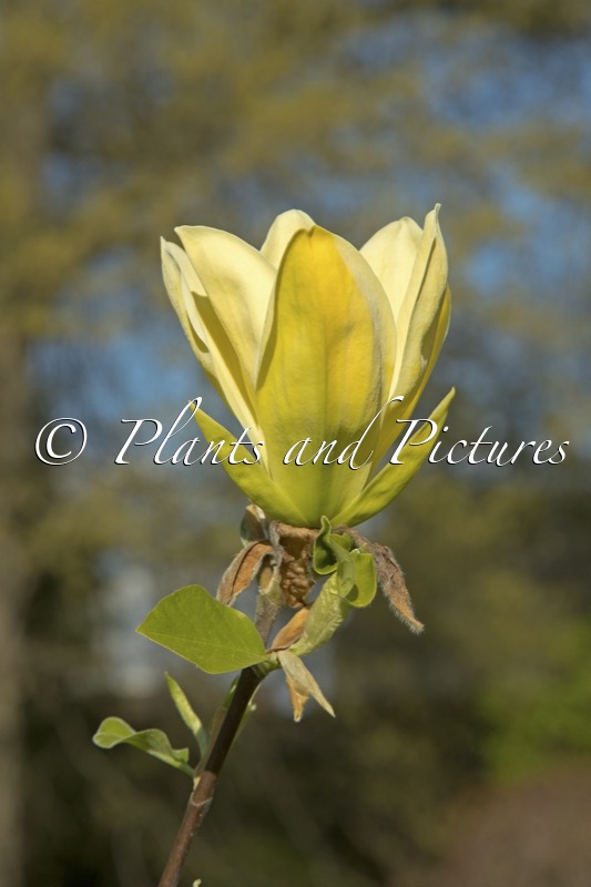 Magnolia ‘Ossies Yellow’
