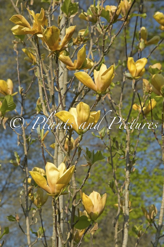 Magnolia ‘Judy Zuk’