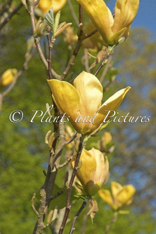 Magnolia ‘Judy Zuk’