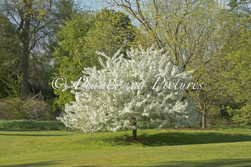Malus hupehensis ‘Fox Pride’