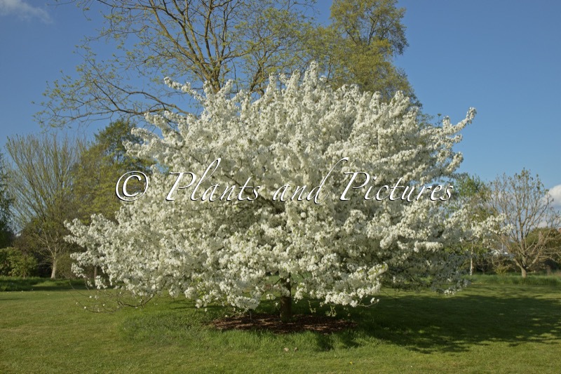 Malus hupehensis ‘Fox Pride’
