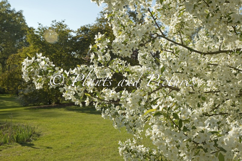 Malus hupehensis ‘Fox Pride’