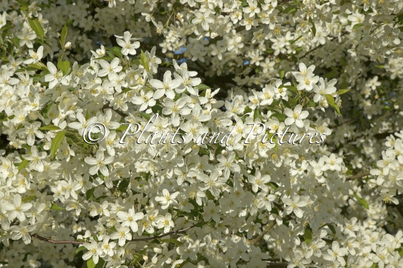 Malus hupehensis ‘Fox Pride’