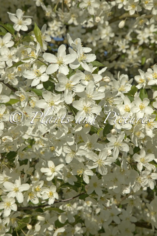 Malus hupehensis ‘Fox Pride’