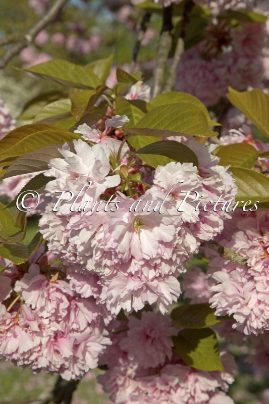 Prunus serrulata ‘Kanzan’