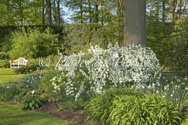 Exochorda ‘The Bride’
