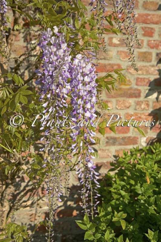 Wisteria floribunda ‘Ivy Hatch’