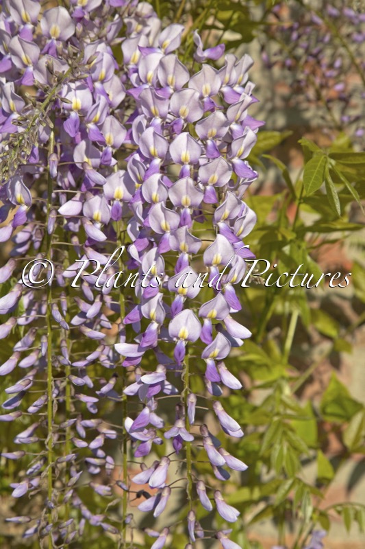 Wisteria floribunda ‘Ivy Hatch’