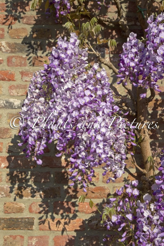 Wisteria sinensis ‘Amethyst’