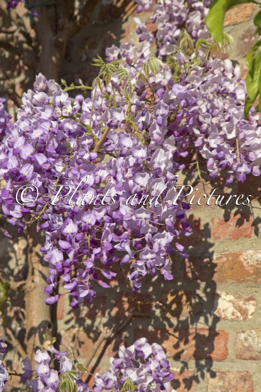 Wisteria sinensis ‘Amethyst’