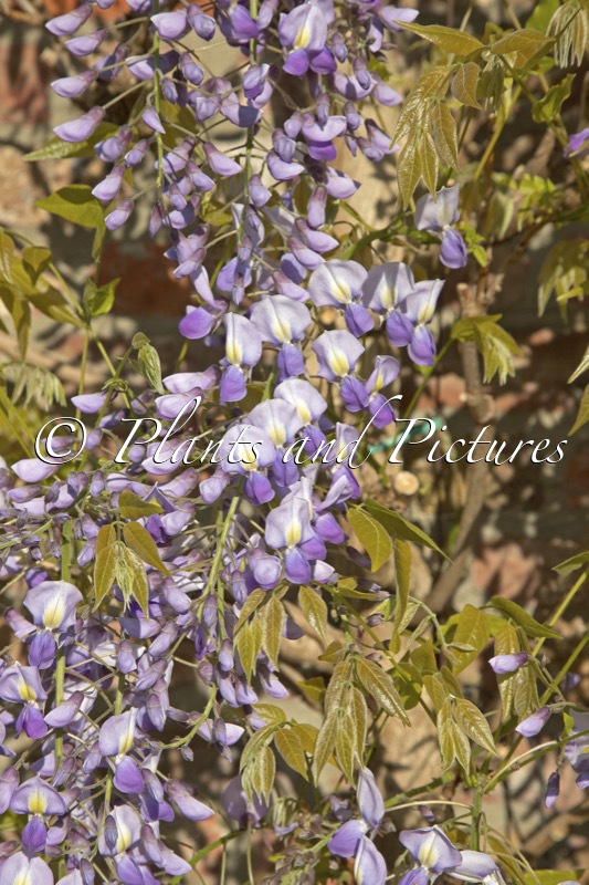 Wisteria brachybotrys ‘Murasaki-kapitan’