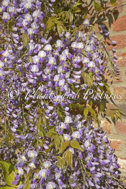 Wisteria brachybotrys ‘Murasaki-kapitan’