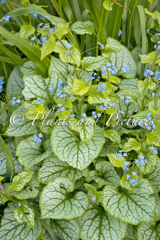Brunnera macrophylla ‘Jacks Gold’