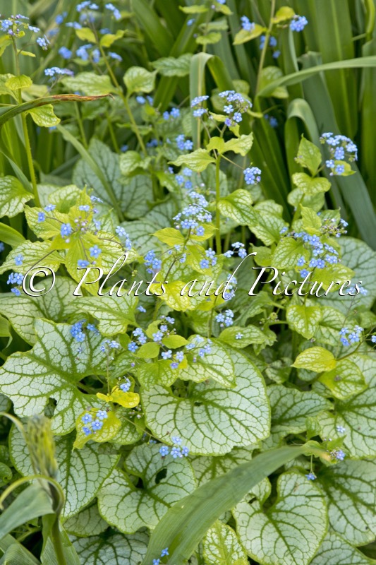 Brunnera macrophylla ‘Jacks Gold’