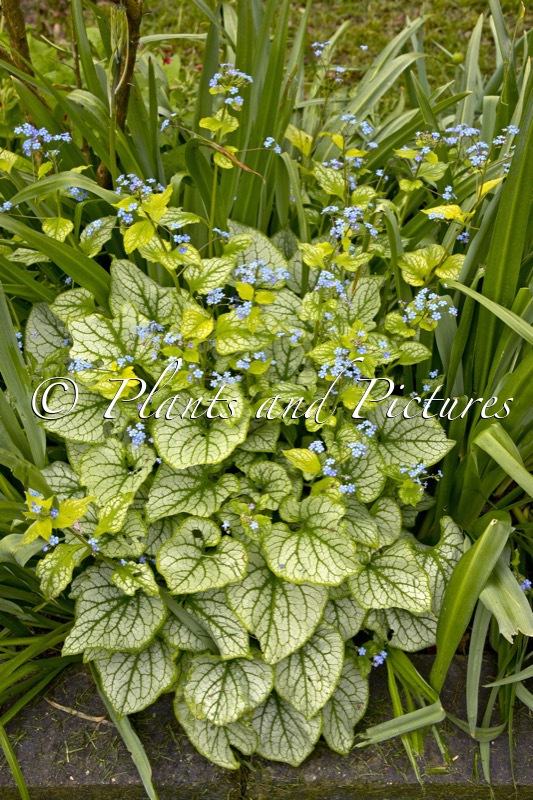 Brunnera macrophylla ‘Jacks Gold’