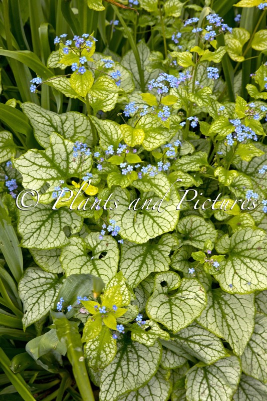 Brunnera macrophylla ‘Jacks Gold’