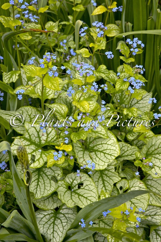 Brunnera macrophylla ‘Jacks Gold’