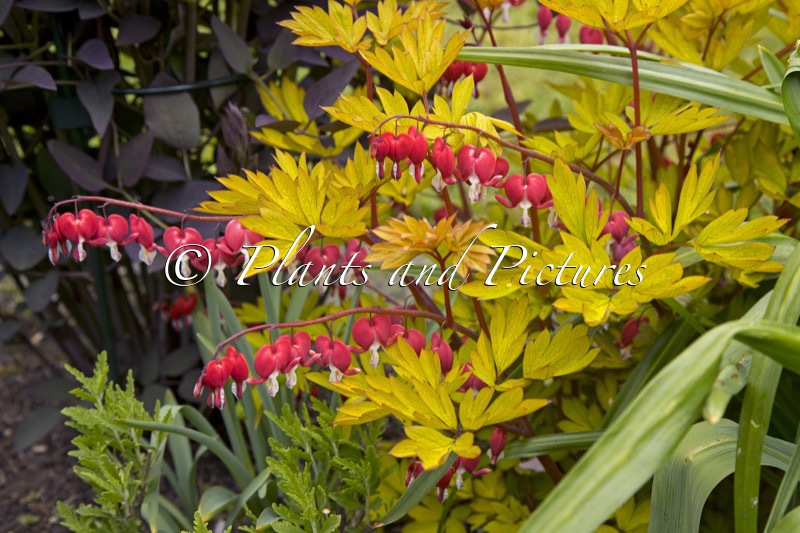 Dicentra spectabilis ‘17001BR1’ (JOLLY HEARTS SPARK)