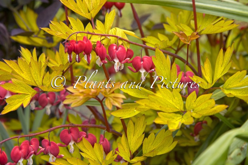 Dicentra spectabilis ‘17001BR1’ (JOLLY HEARTS SPARK)