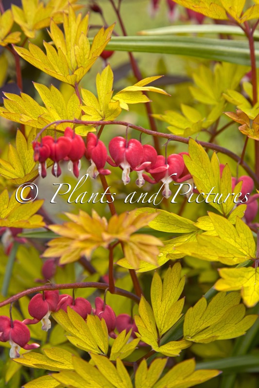Dicentra spectabilis ‘17001BR1’ (JOLLY HEARTS SPARK)