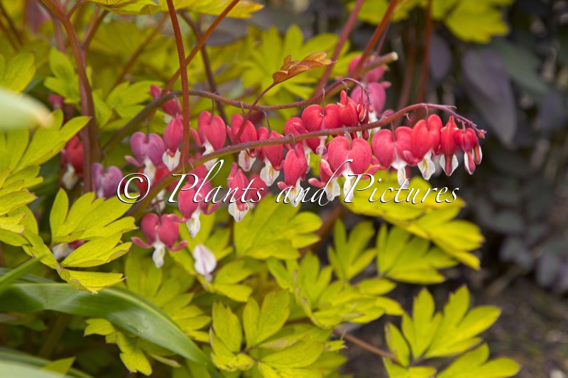 Dicentra spectabilis ‘17001BR1’ (JOLLY HEARTS SPARK)