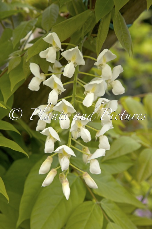 Wisteria brachybotrys ‘Shiro-kapitan’